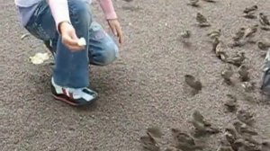 Приручить воробья!