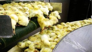 Как Птицефабрика делает миллион тонн яиц и мяса