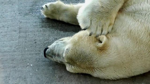 Terpey the Polar Bear, taking a rest, at Rostov-on-Don Zoo, Russia смотреть онлайн