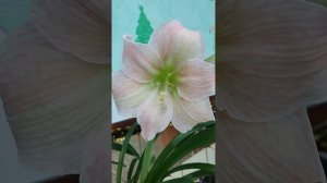 Какие сорта? Гиппеаструм.