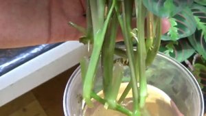 Маранта триколор. Омоложение .Уход.