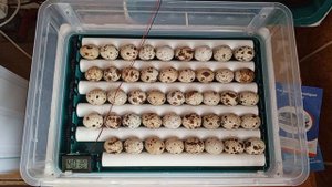 Загрузка перепелиных яиц в инкубатор