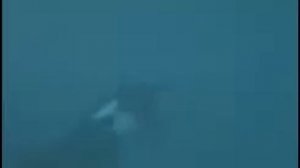 Кит касатка напал на дрессировщика_wgskKpQgxDfrhOgFaXgWMHHgBrZlrAbA