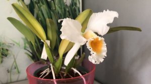 Каттлея персиваліана (Cattleya percivaliana var. alba)#украіна #orchid