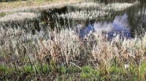 Лягушки 12.35.01.mp4