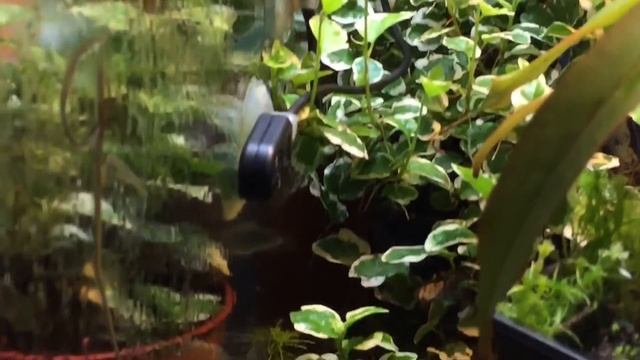 Ficus Pumila смотреть онлайн