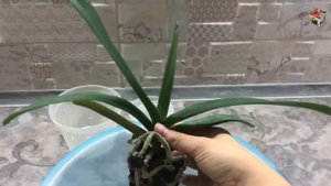 Первый ринхостилис в коллекции (Rhynchostylis Gigantea var. orange). Посадка и уход в моих условиях