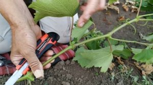 Самый надёжный способ прививки винограда.Дополнение.super grape grafting