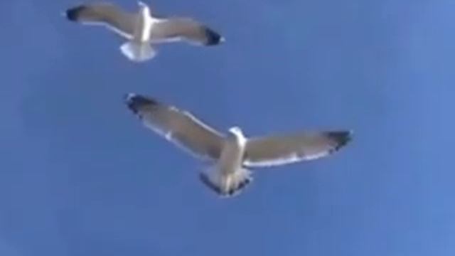 Нет предела совершенству смотреть онлайн