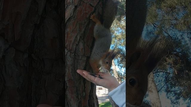 Ручная белка в Геленджике