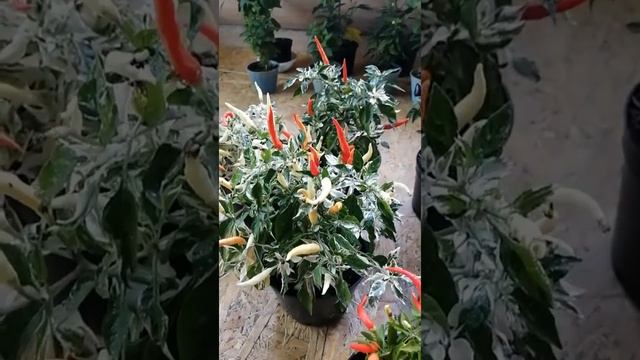 Перец острый, декоративный, но сьедобный!! смотреть онлайн