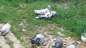 Как избежать болезней голубей летом?