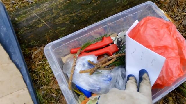 Прививка Сибирского кедра на сосну. Часть 2. смотреть онлайн