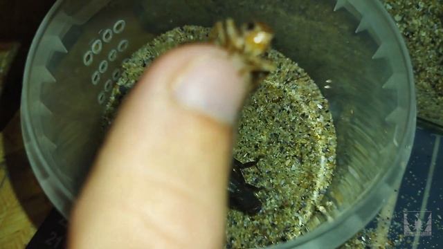 Кормление и рост толстохвостого скорпиона (Androctonus crassicauda) / Scorpion feeding смотреть онлайн