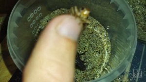 Кормление и рост толстохвостого скорпиона (Androctonus crassicauda) / Scorpion feeding