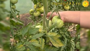Описание и характеристика сорта томат Андреевский сюрприз