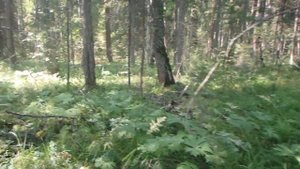 Ориентирование по компасу в лесу