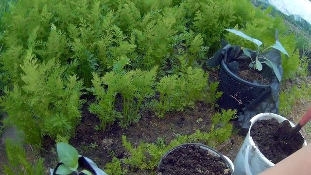 Выращивание датуры 2 дача под Архангельском смотреть онлайн