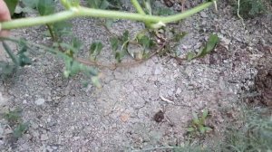 Посадка и формирование дыни и тыквы. Выращивание тыквы и дыни от семян до плода.