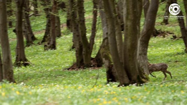 Canon 90D + kit lens - Wildlife video test смотреть онлайн