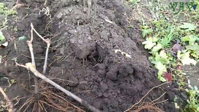 Каталог саженцев винограда. Осень 2022 смотреть онлайн