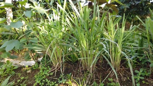 ?️БАЛИ УБУД. Рисовые террасы Tegallalang. Кофе лювак. Udhiana Resort Ubud