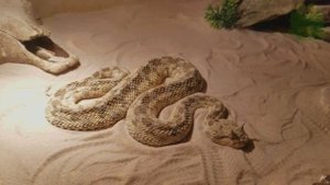 Змея с рогами, животные Африки, рогатая гадюка - интересные факты