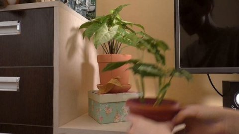 Полив, удобрения, душ для растений | Уход за комнатными растениями