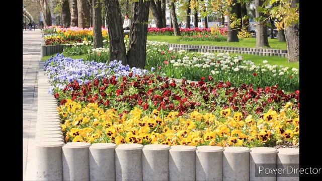 Цветы и деревья смотреть онлайн