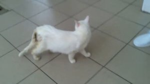 спинальная походка у животного на фоне отсутствия глубокой болевой чувствительности.