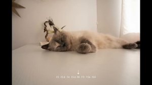 Sigma 20mm f2 – пора выкидывать АРТ линзы?