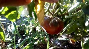 Не сажайте много помидор, что с ними делать