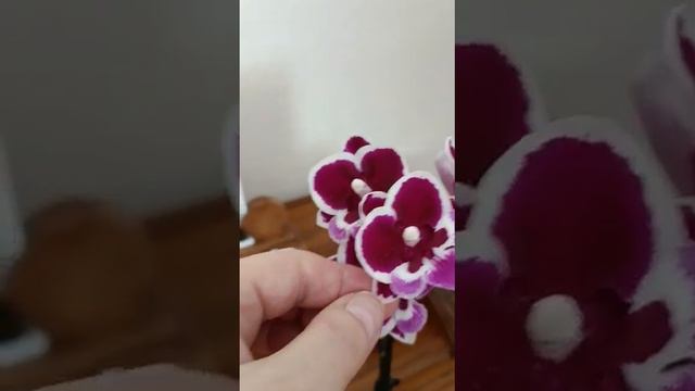 Phalaenopsis miniatura смотреть онлайн