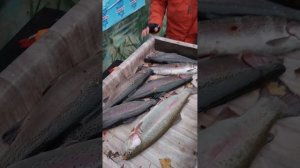 Впечатления о рыбалке 29 октября Голицыно Fish (4)