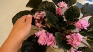 ФИАЛКИ Обзор цветущих фиалок Один сорт в разных горшках