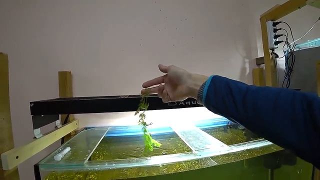 С разводни, аквариум на земле, самка красного барбуса смотреть онлайн