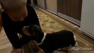 #2 ЩЕНОК РУССКОЙ ПЕГОЙ ГОНЧЕЙ! ЗНАКОМСТВО С НОВОЙ СЕМЬЁЙ!!