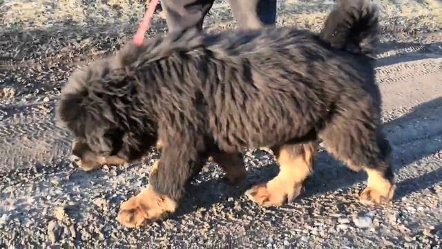 Купить щенка Тибетского мастифа. Москва +7 916 687-78-35 смотреть онлайн