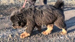 Купить щенка Тибетского мастифа. Москва  +7 916 687-78-35