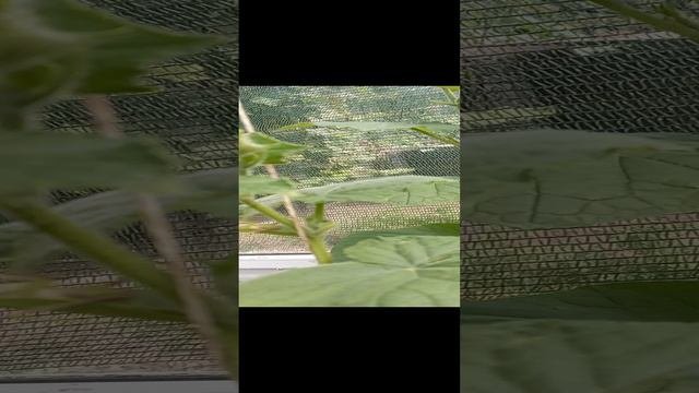 А у нас Богомол...22 августа