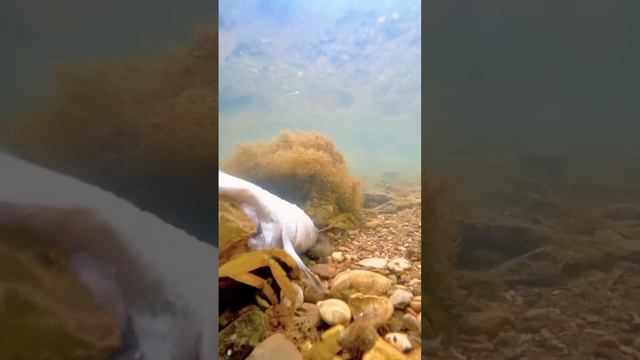 Рубрика в мире животных «три краба завтракают» #CrabFeeding #NatureDiscovery #MarineLife