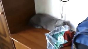 Кто перевернул рассаду!