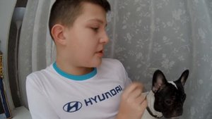 Почему я выбрал француского бульдога, а не мопса.