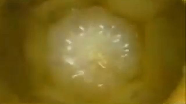 Целебные свойства Маточного молочка