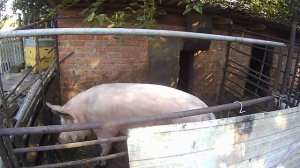 Откорм свиней на мясо