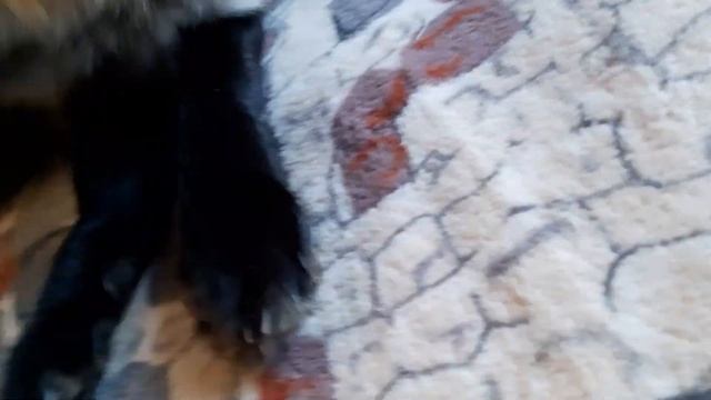 Гладим лисий хвост смотреть онлайн