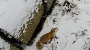 Это ей за колобка!!! Охота на лис с таксами. Жесткошерстные таксы!!!