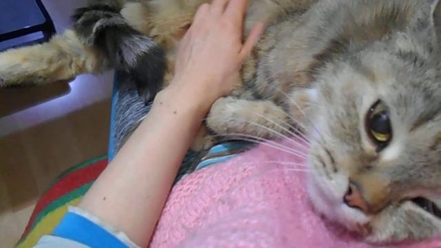 Пусть снится розовый слоненок! Кошка Ромашка урчит:) смотреть онлайн