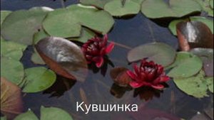 Водные растения для пруда на даче