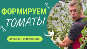 Опыт агронома: как формировать томаты - в 1 или 2 стебля?